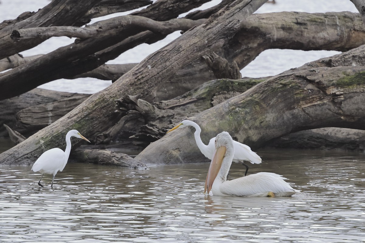American White Pelican - ML643612561