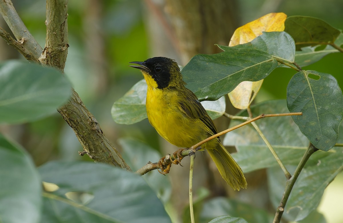 Olive-crowned Yellowthroat - ML643612570