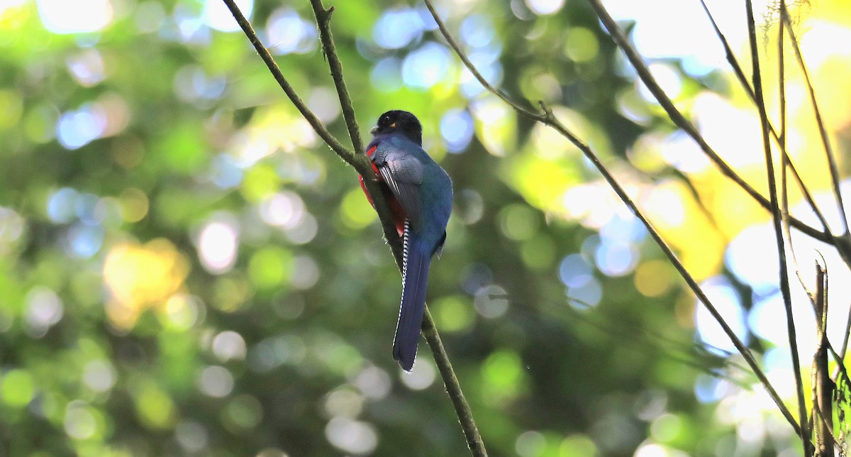 Bar-tailed Trogon - ML643612572