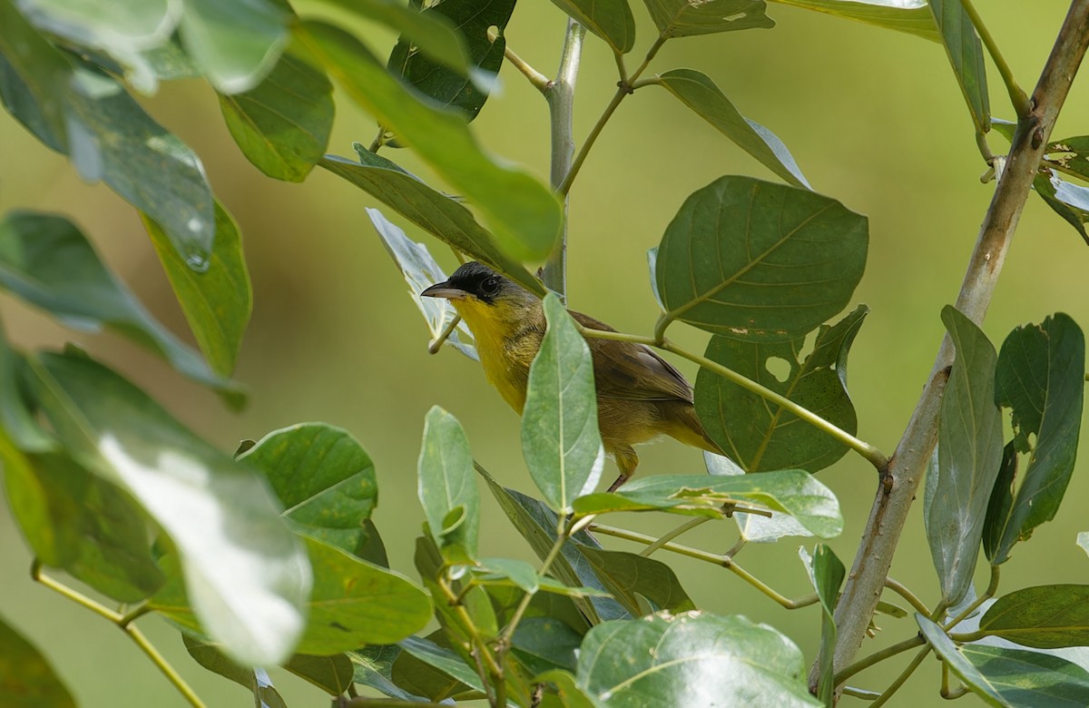 Gray-crowned Yellowthroat - ML643612574