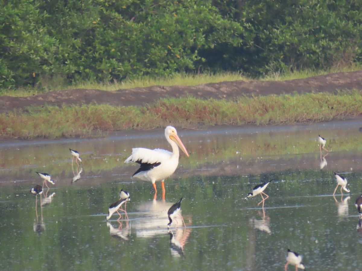 American White Pelican - ML643612577