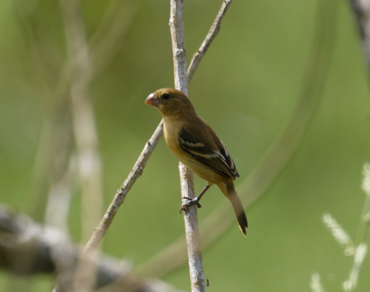 Morelet's Seedeater - ML643612583