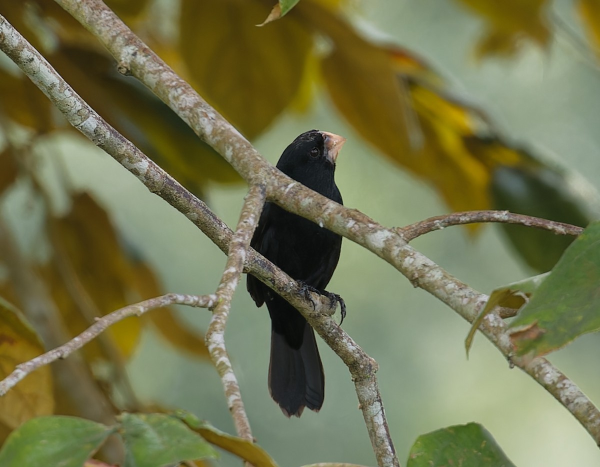 Nicaraguan Seed-Finch - ML643612595
