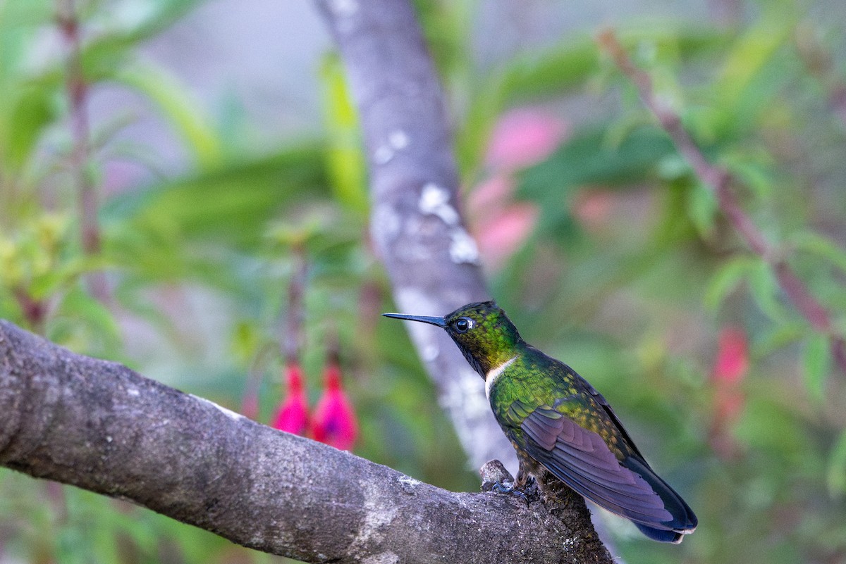 Amethyst-throated Sunangel - ML643612597