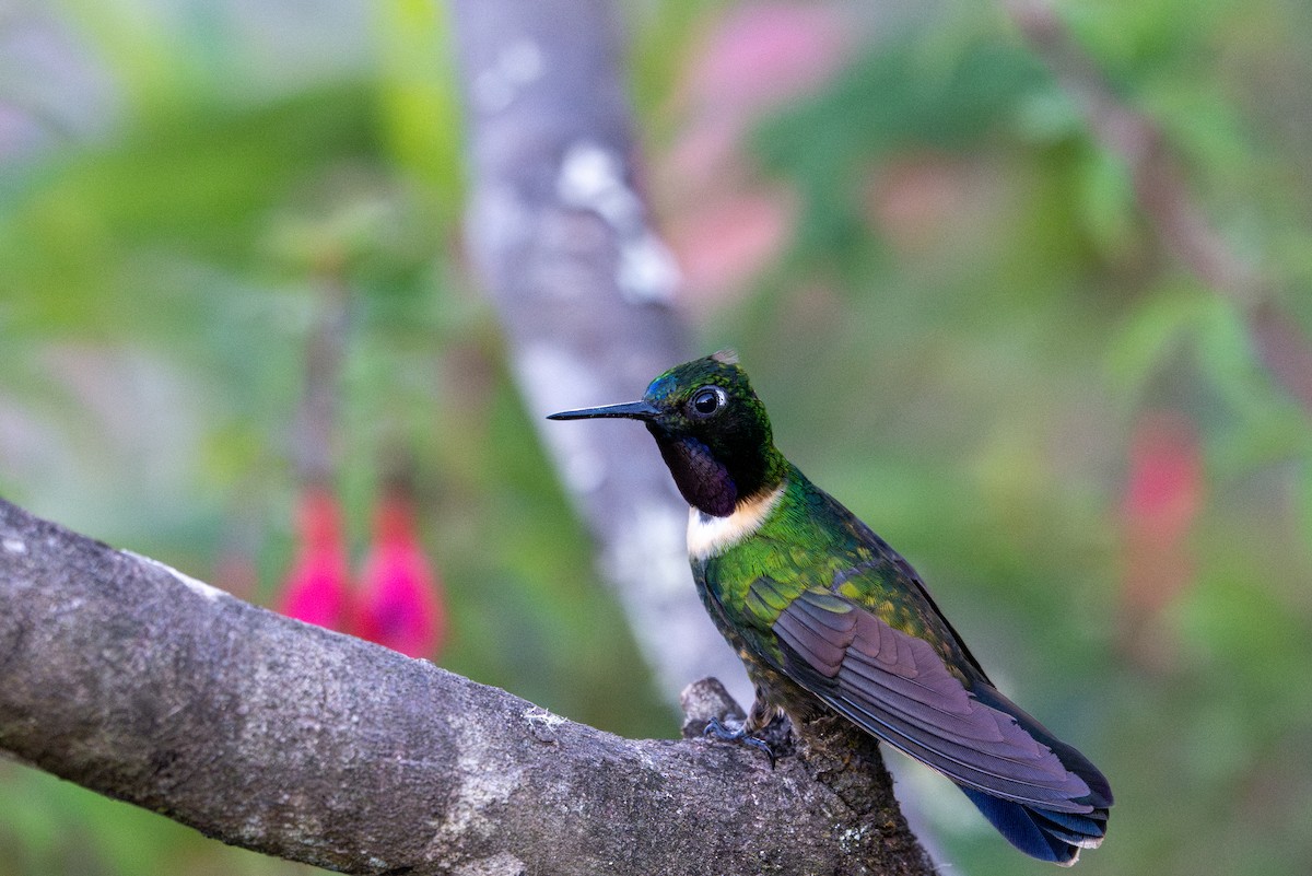 Amethyst-throated Sunangel - ML643612598