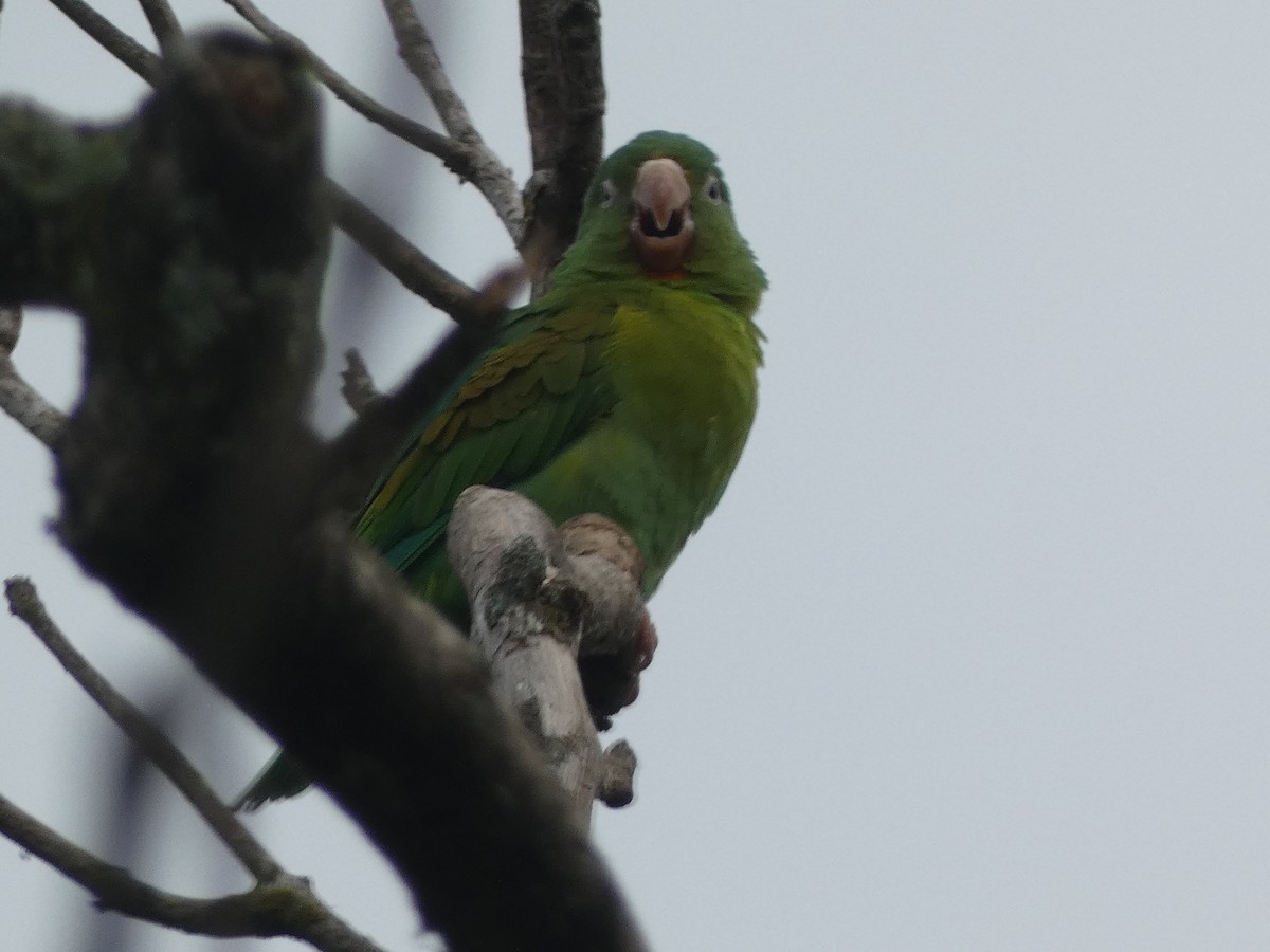 Orange-chinned Parakeet - ML643612599