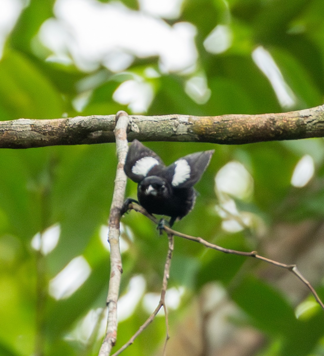 White-shouldered Tanager - ML643612601