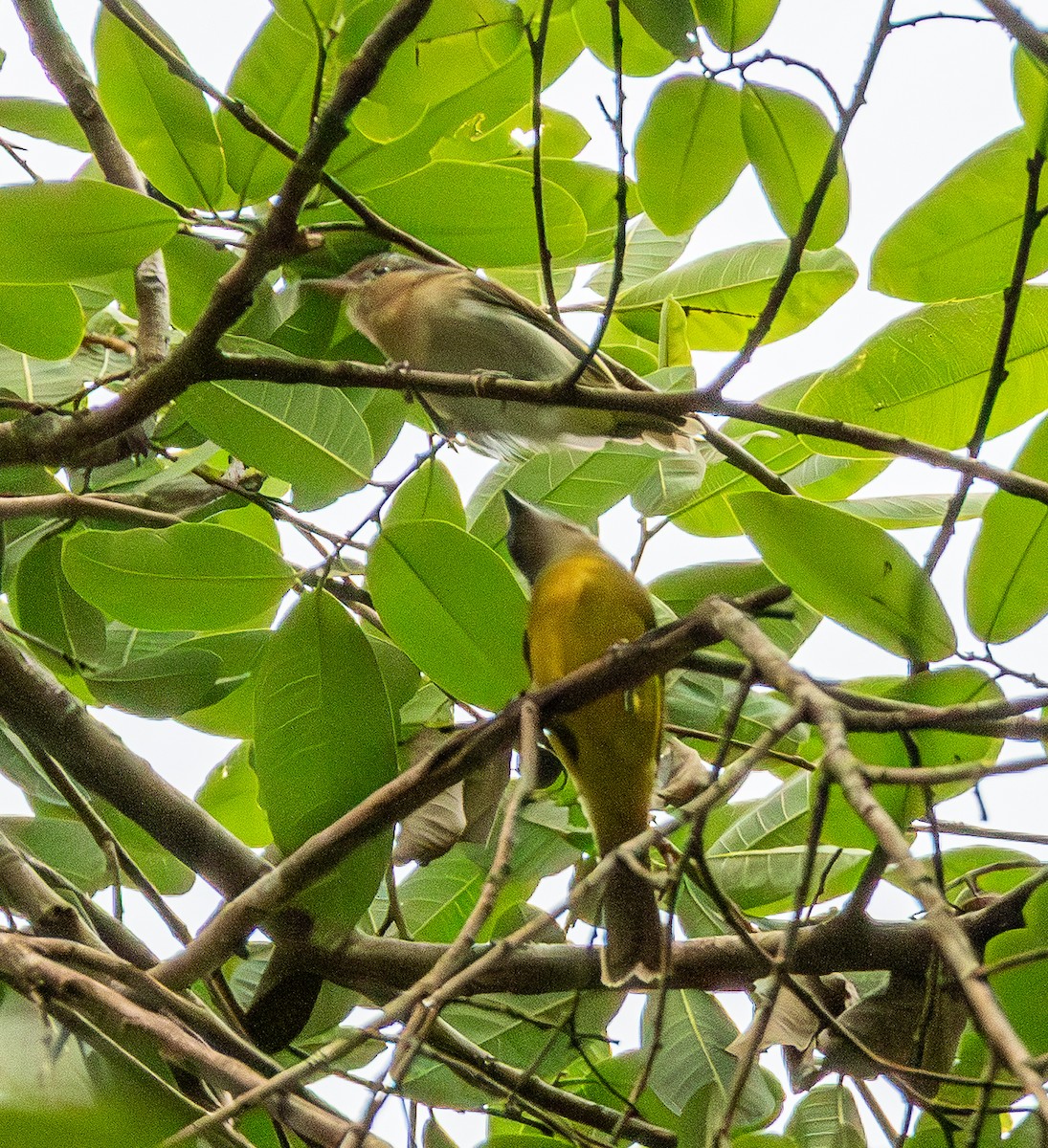 White-shouldered Tanager - ML643612602