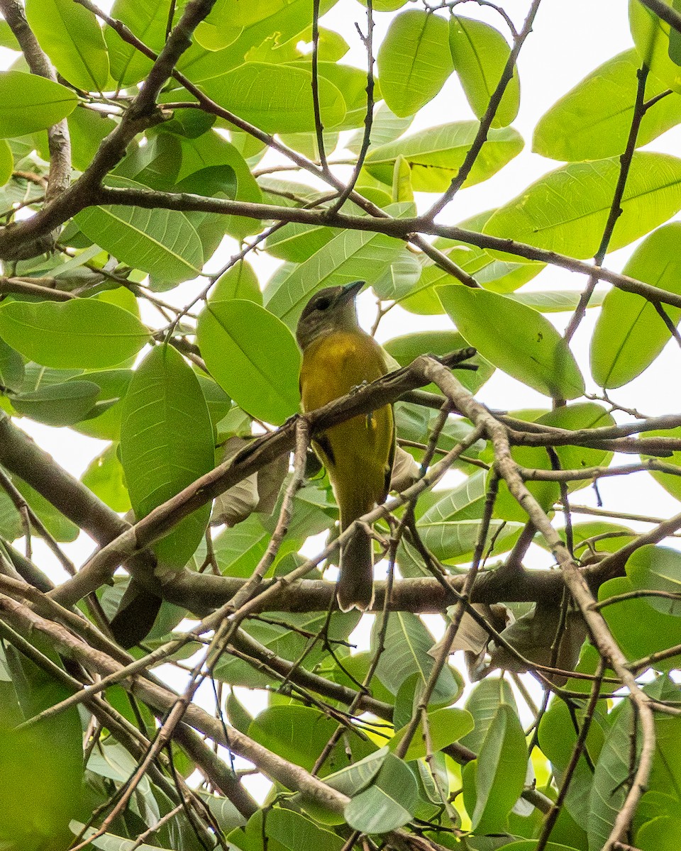 White-shouldered Tanager - ML643612603