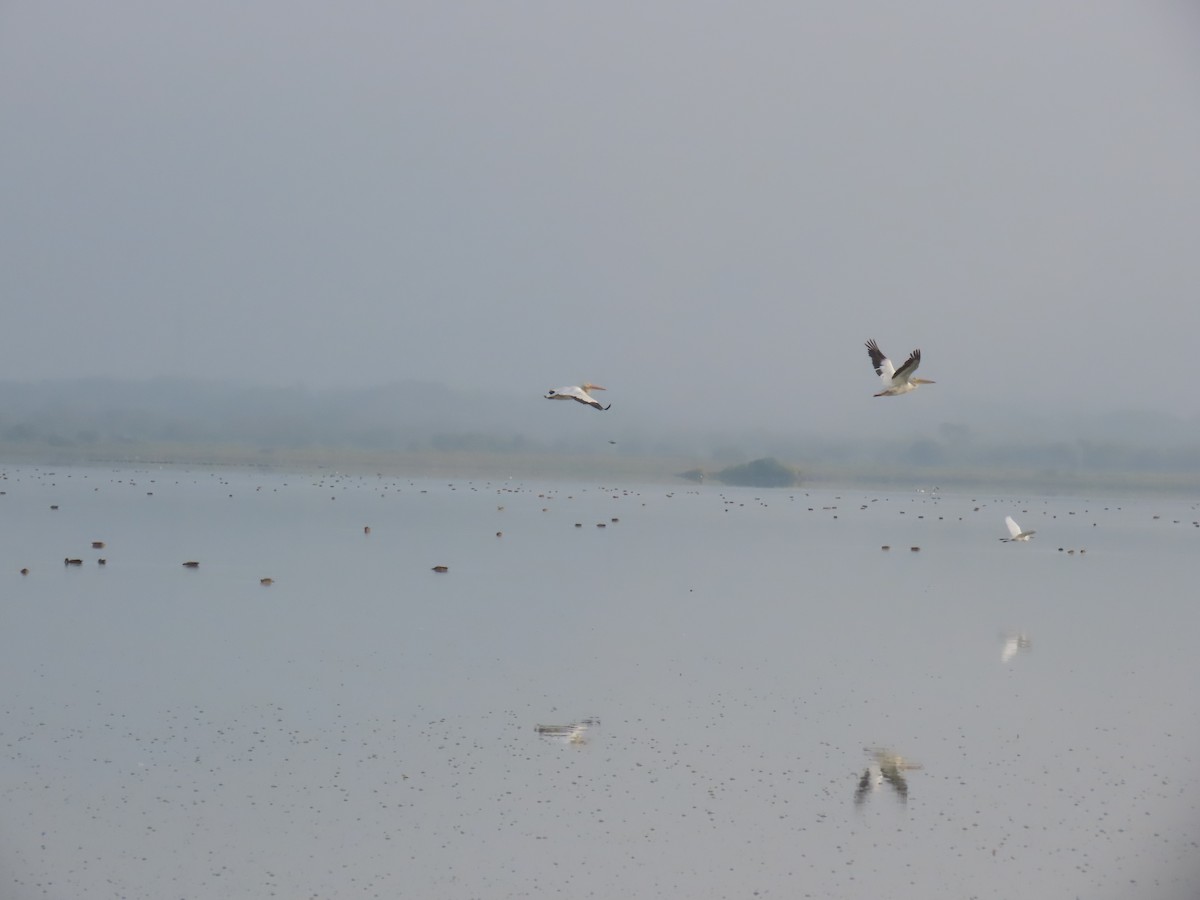 American White Pelican - ML643612609