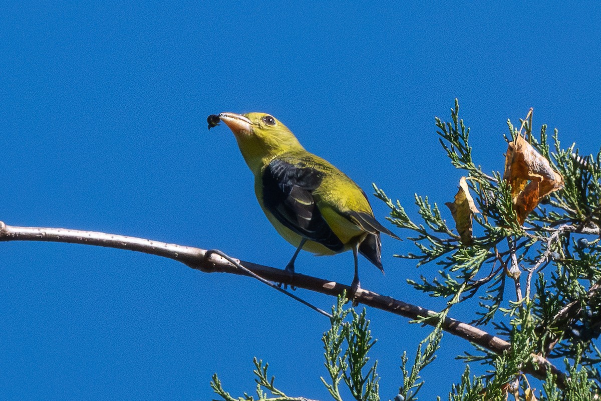 Scarlet Tanager - ML643612613
