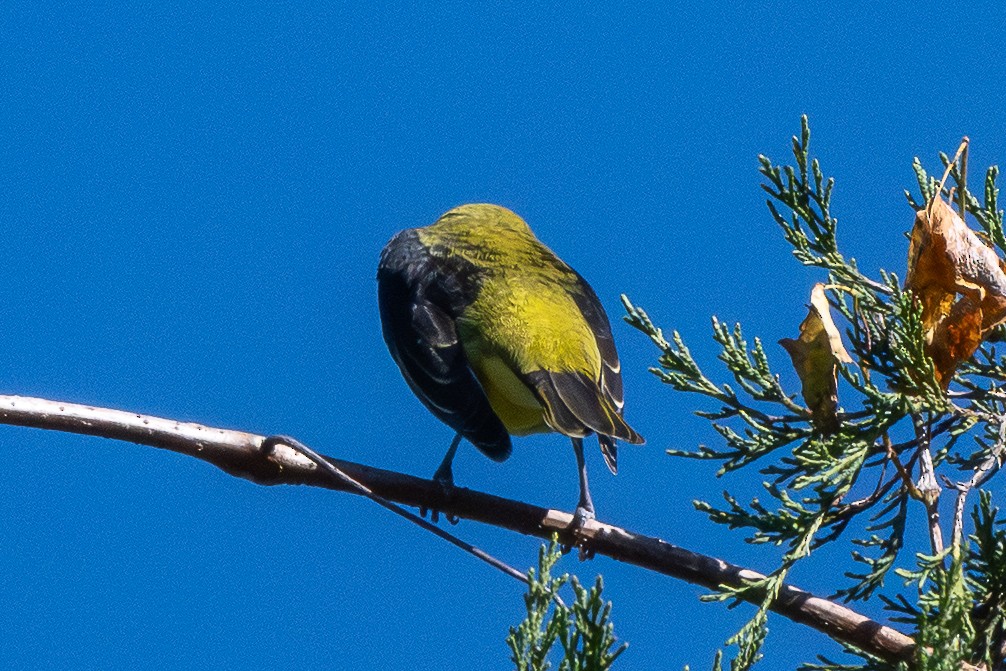 Scarlet Tanager - ML643612614