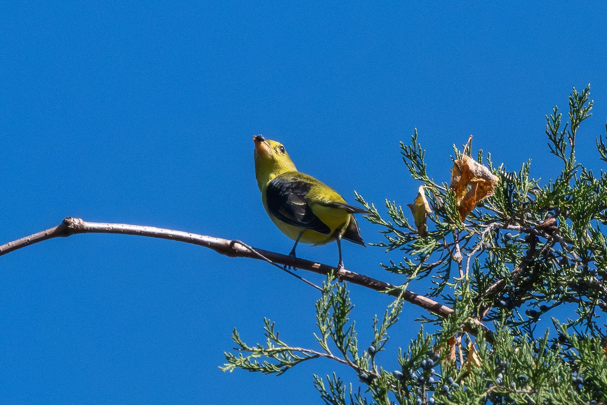Scarlet Tanager - ML643612615