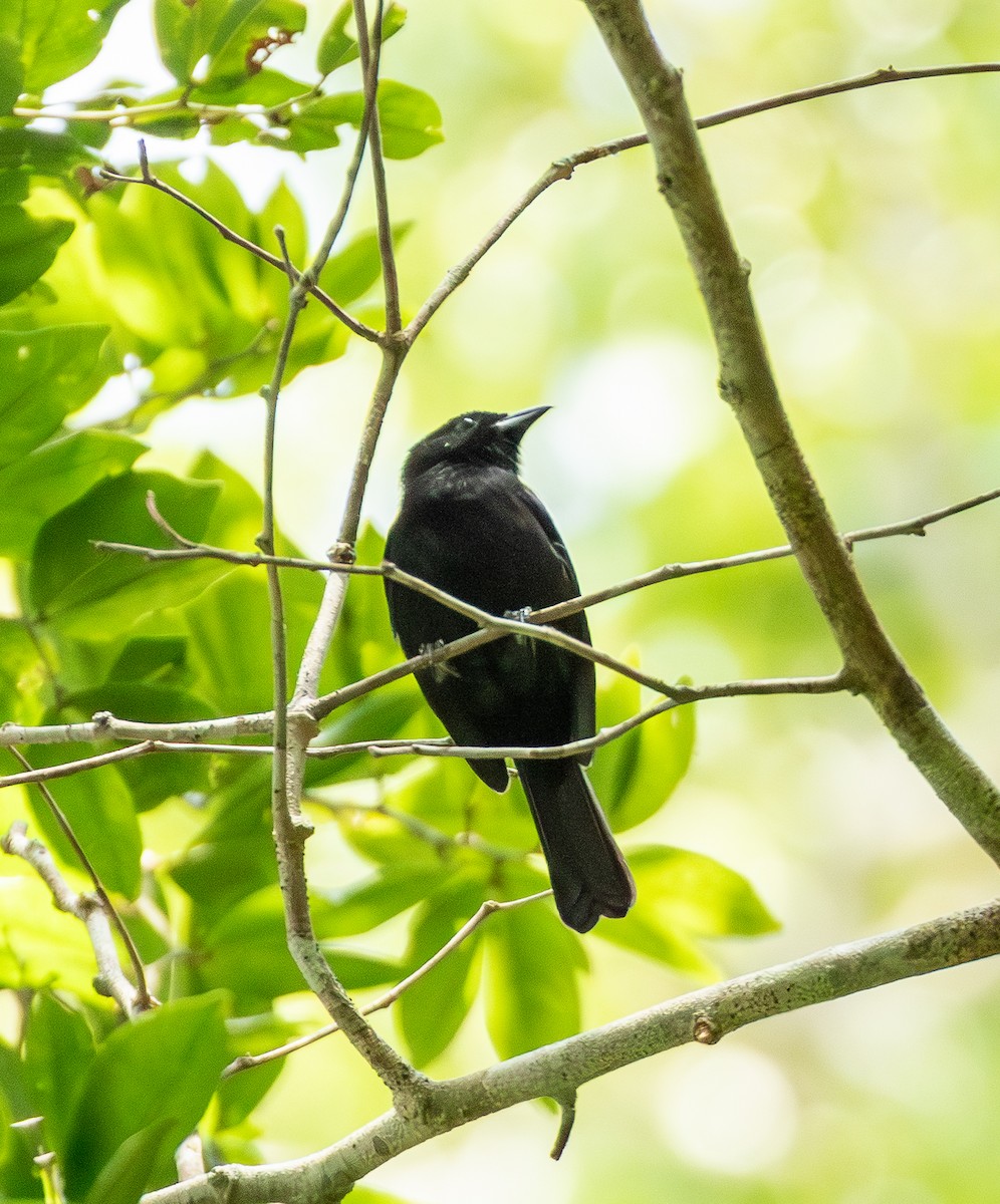 White-shouldered Tanager - ML643612616