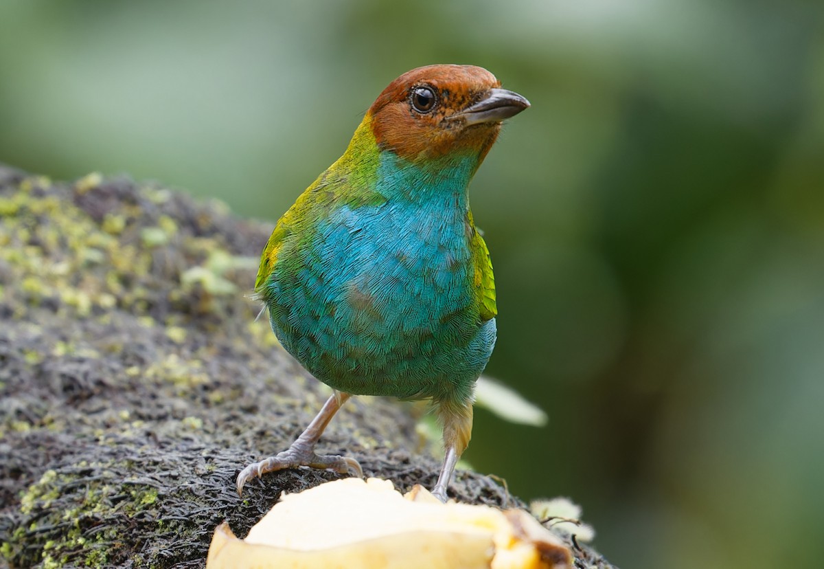 Bay-headed Tanager - ML643612627