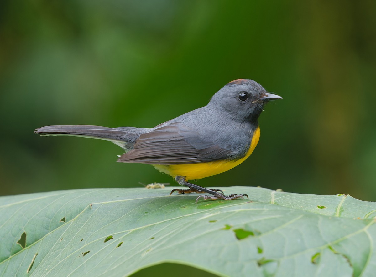 Slate-throated Redstart - ML643612628