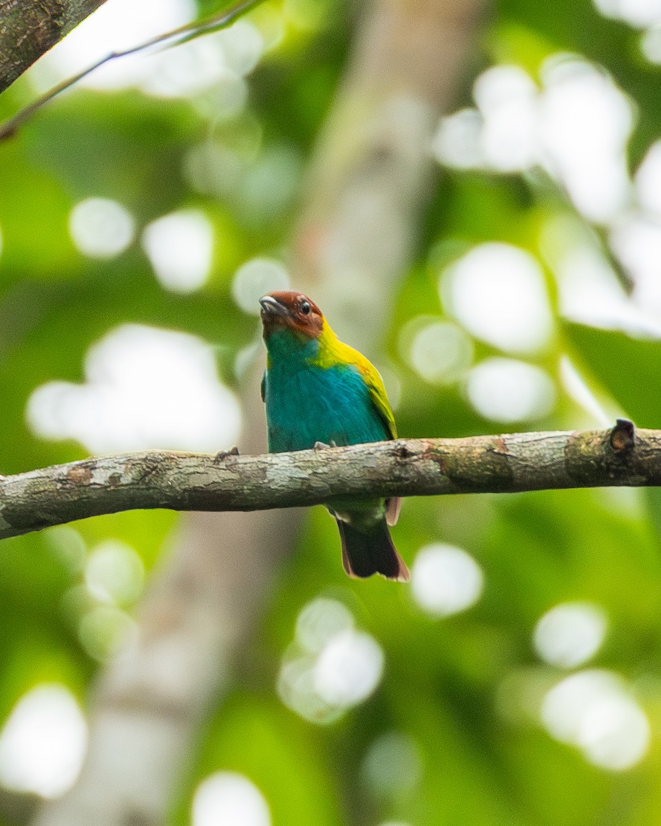 Bay-headed Tanager - ML643612629