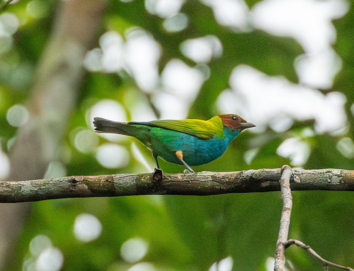 Bay-headed Tanager - ML643612630