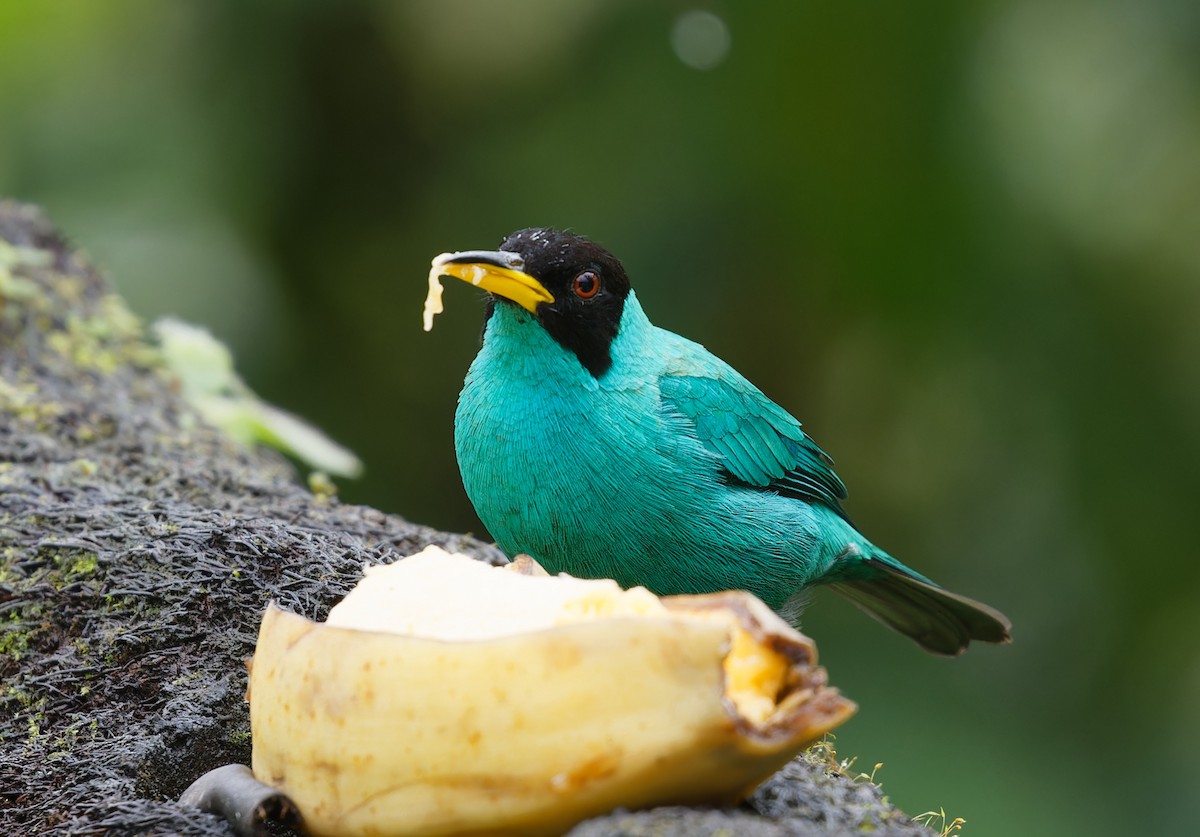 Green Honeycreeper - ML643612638