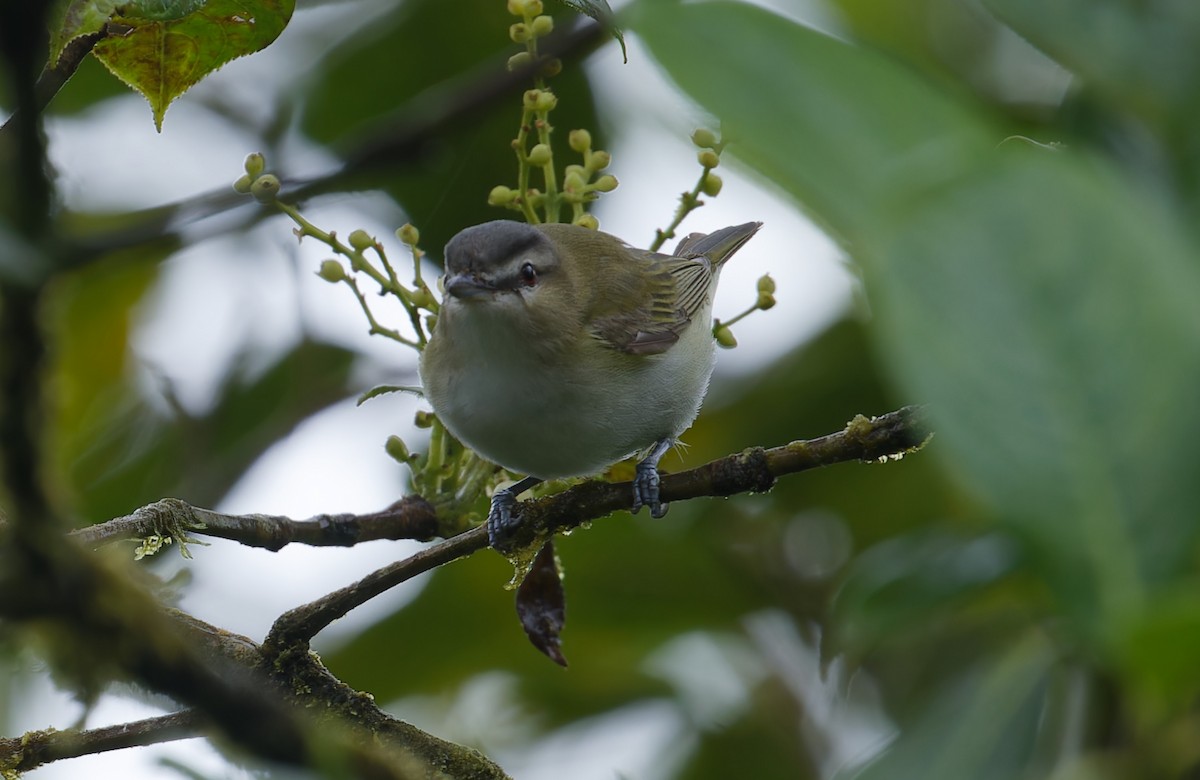 Red-eyed Vireo - ML643612642