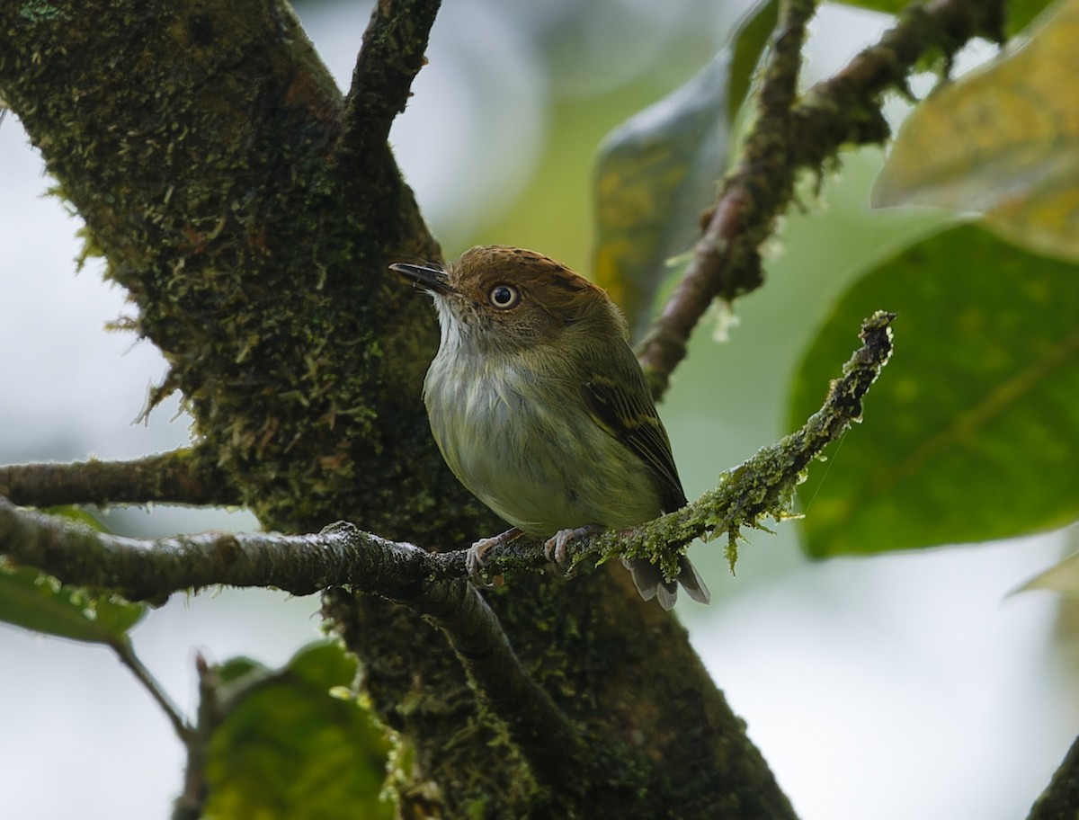 Scale-crested Pygmy-Tyrant - ML643612644