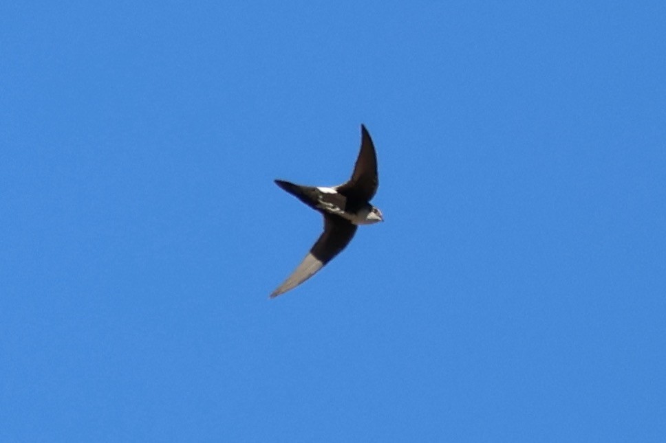 White-throated Swift - ML643612645