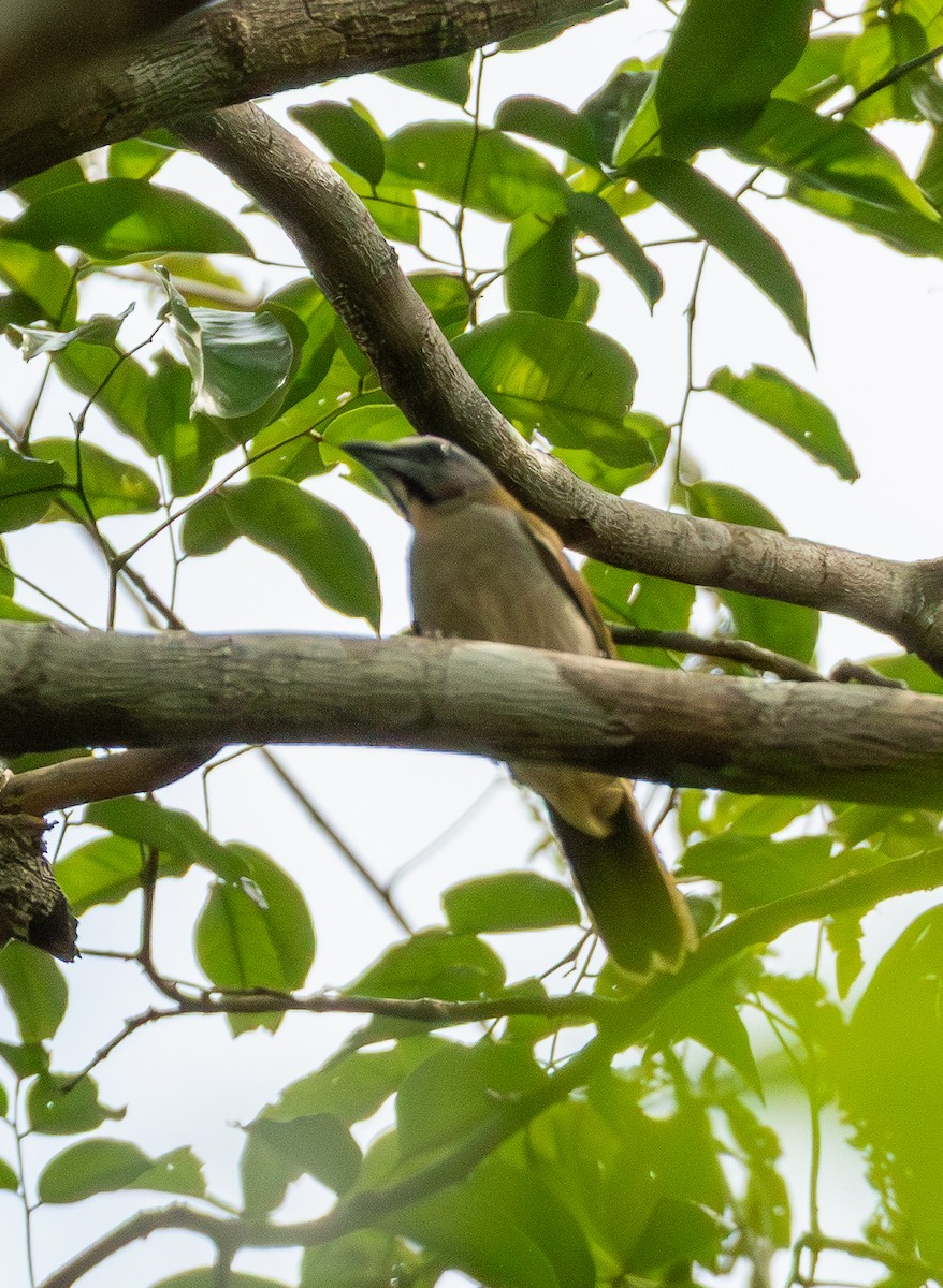 Buff-throated Saltator - ML643612651