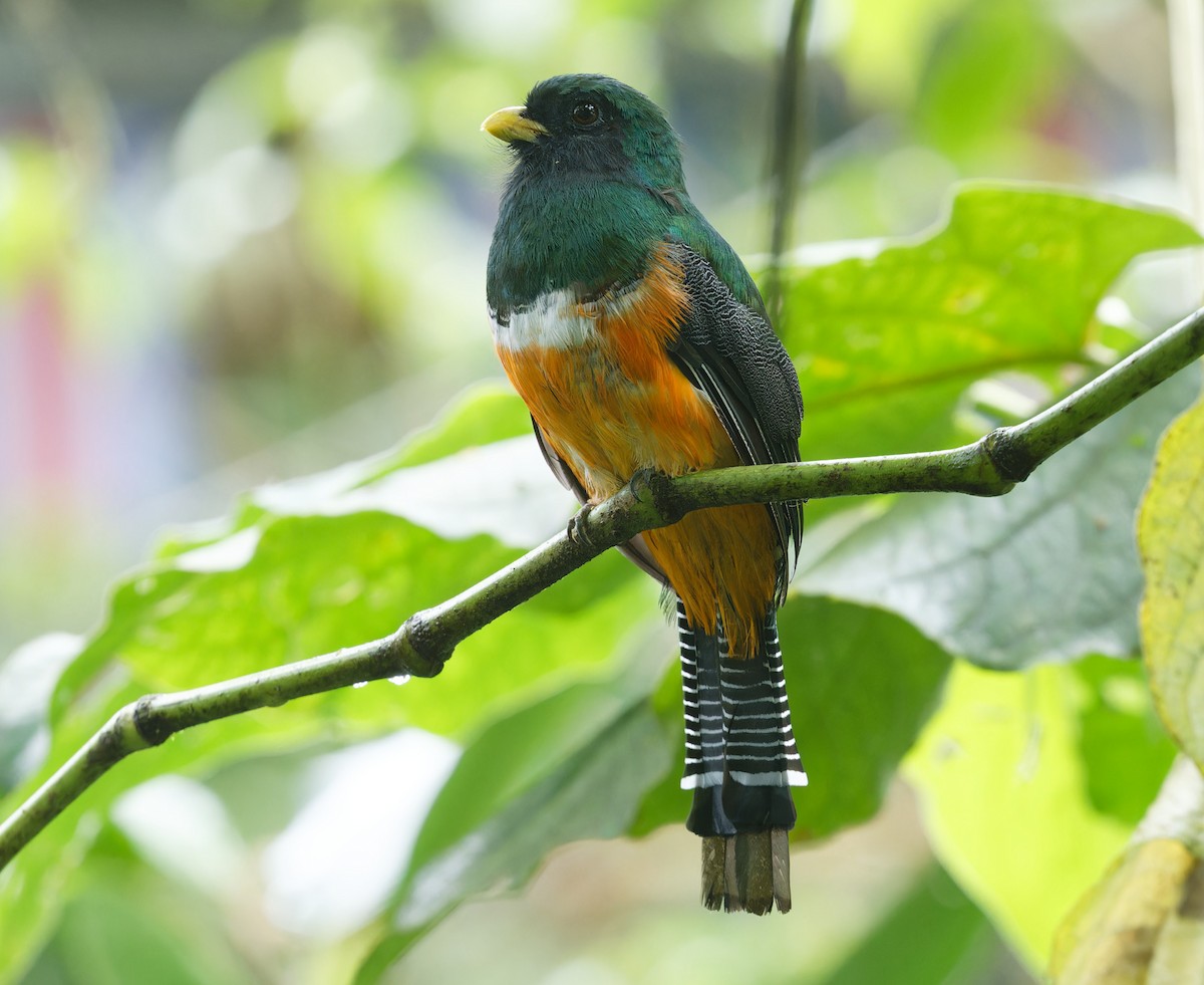 Collared Trogon (Orange-bellied) - ML643612654