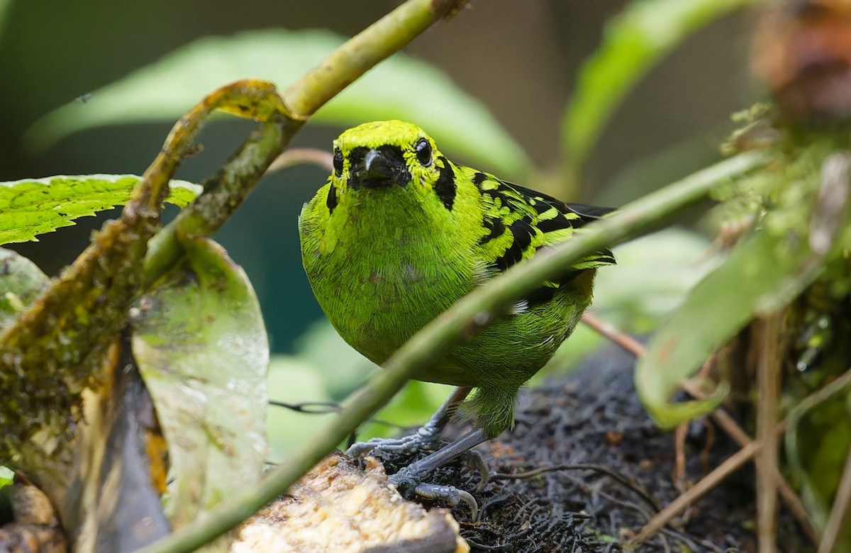 Emerald Tanager - ML643612665