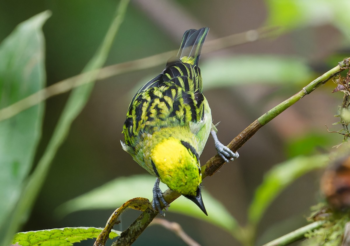 Emerald Tanager - ML643612666