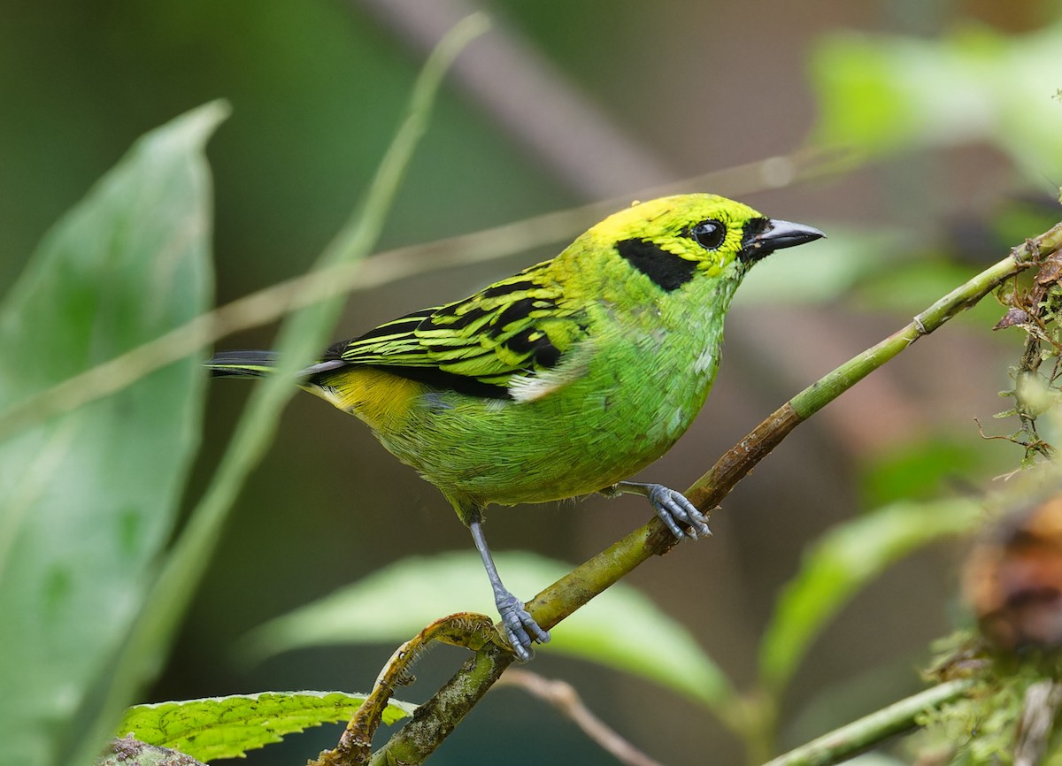 Emerald Tanager - ML643612671
