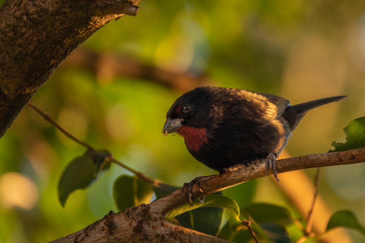 Lesser Antillean Bullfinch - ML643612684