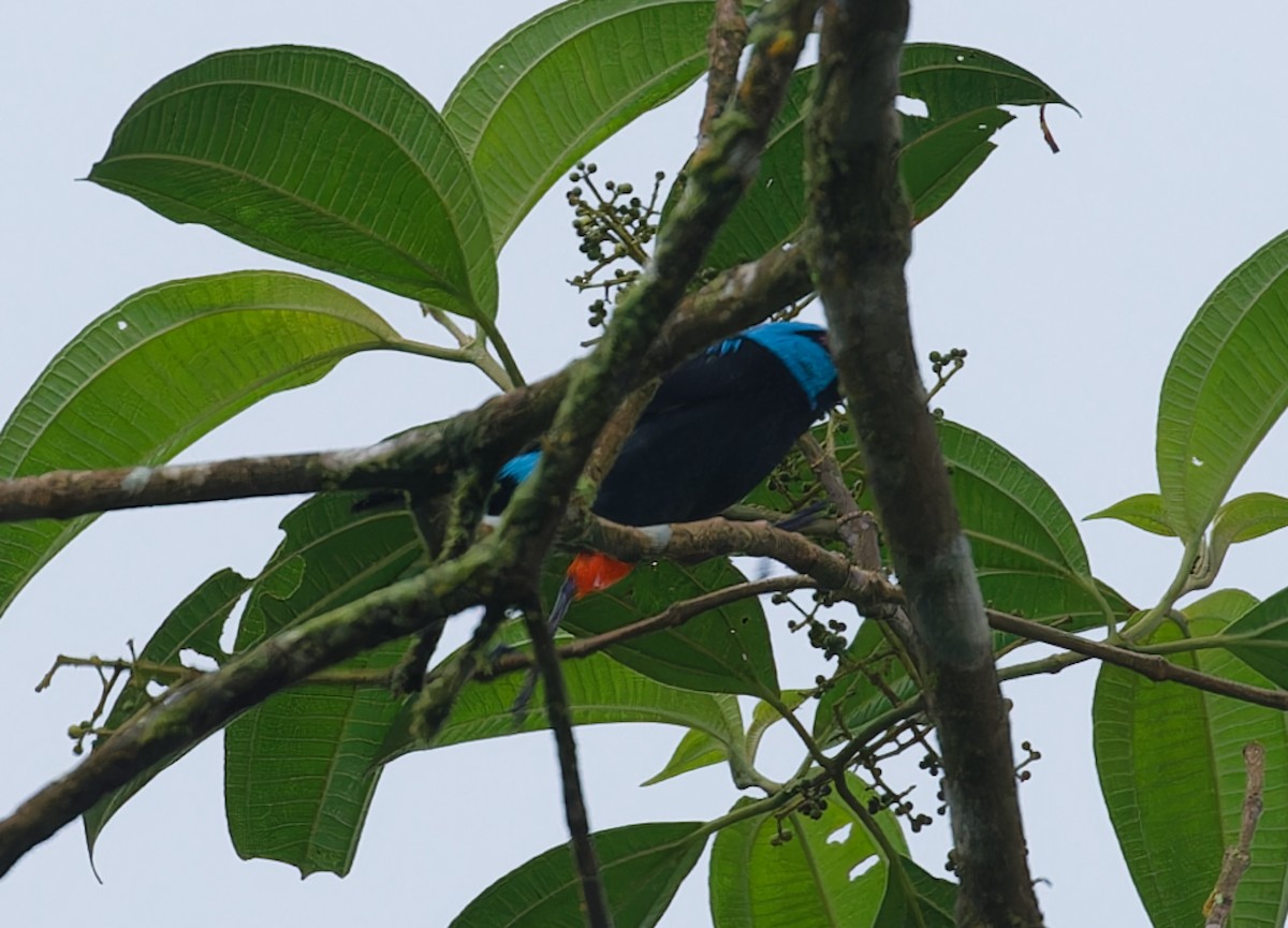 Scarlet-thighed Dacnis - ML643612691