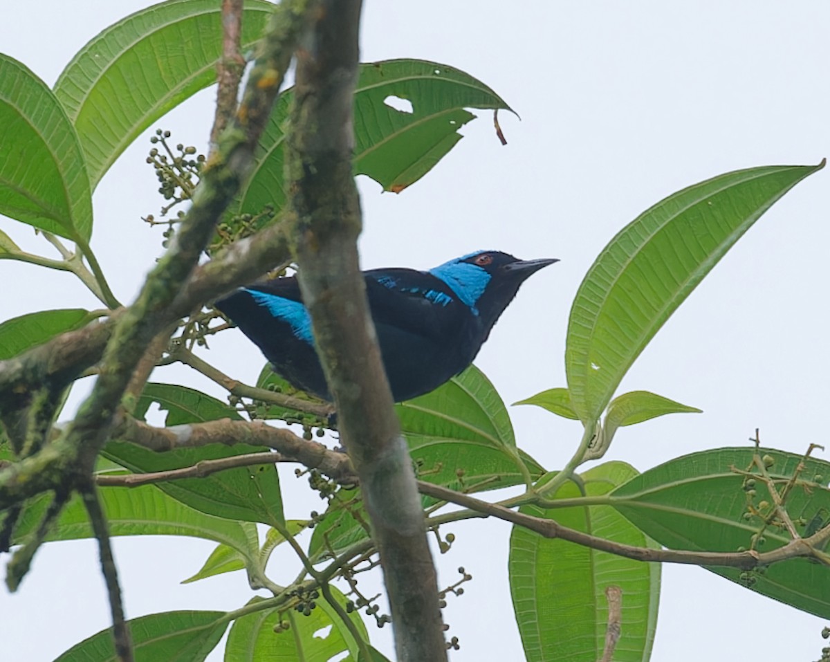 Scarlet-thighed Dacnis - ML643612692