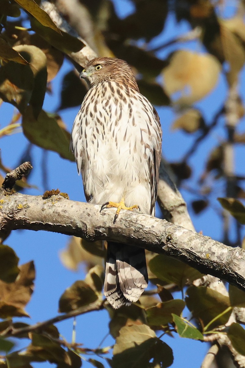 Cooper's Hawk - ML643612694