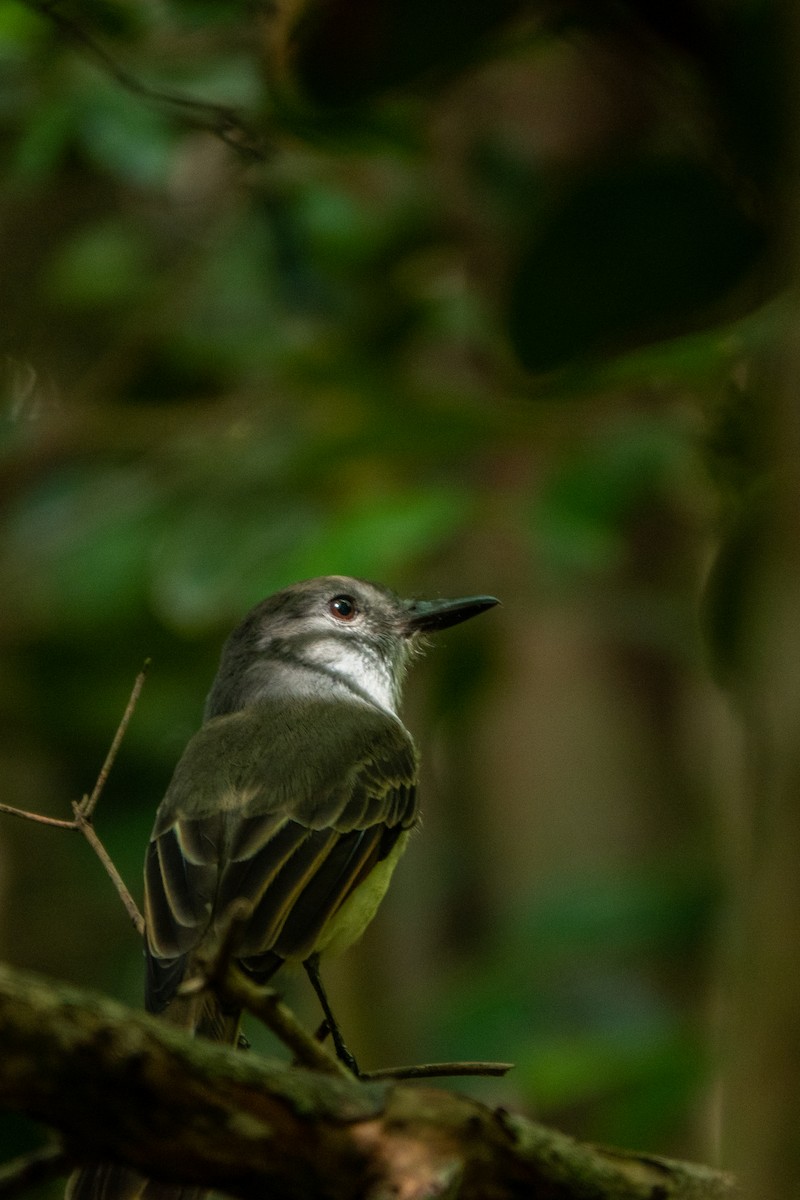 Lesser Antillean Flycatcher - ML643612703
