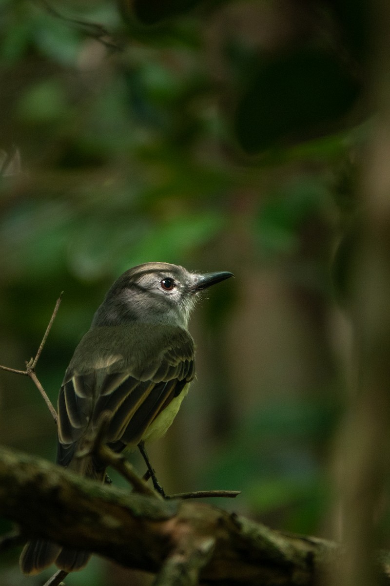 Lesser Antillean Flycatcher - ML643612704