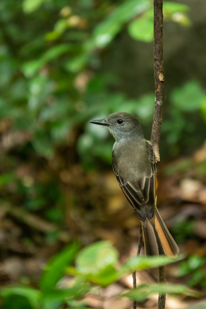 Lesser Antillean Flycatcher - ML643612705