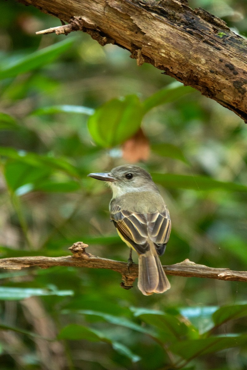 Lesser Antillean Flycatcher - ML643612706
