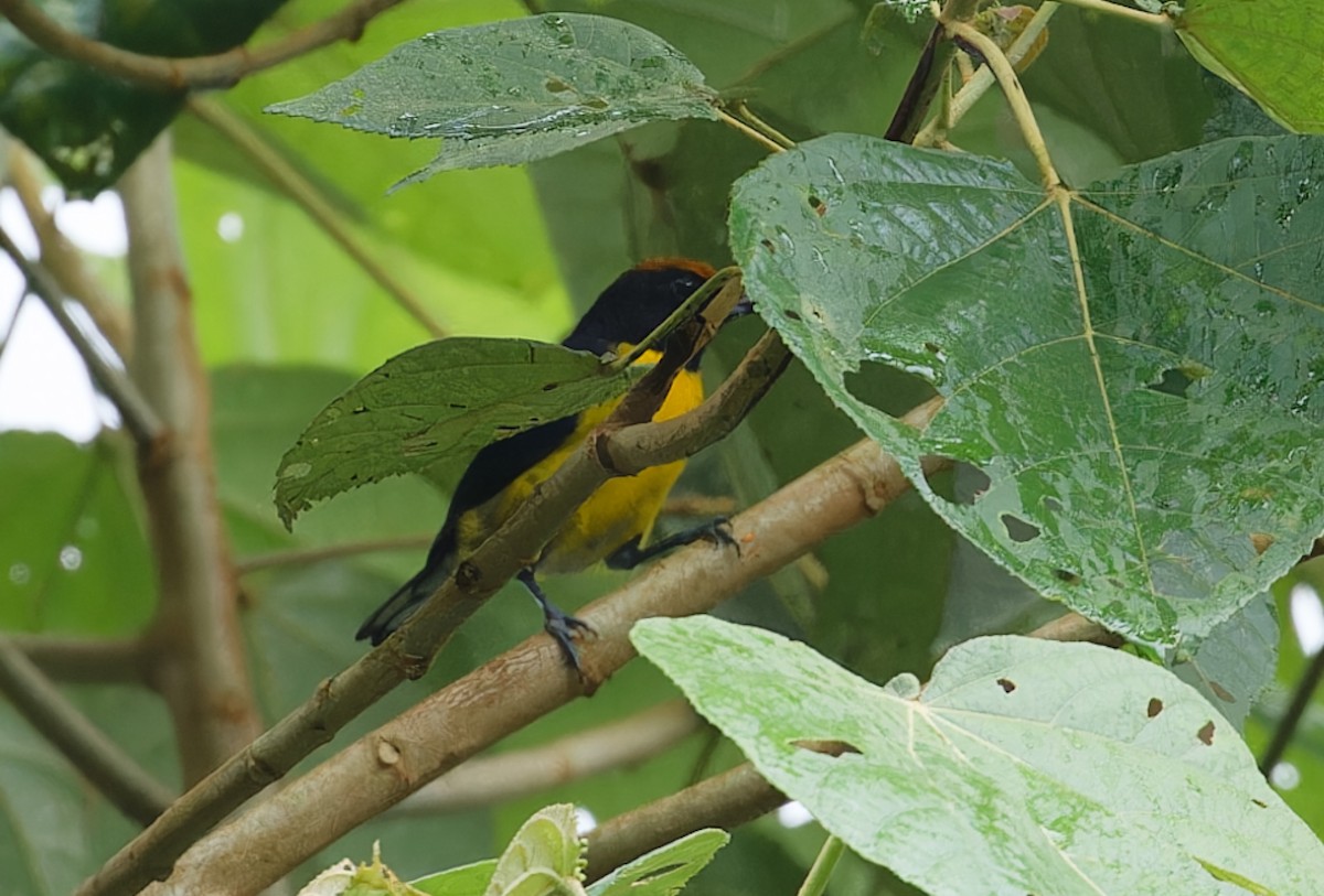 Tawny-capped Euphonia - ML643612707
