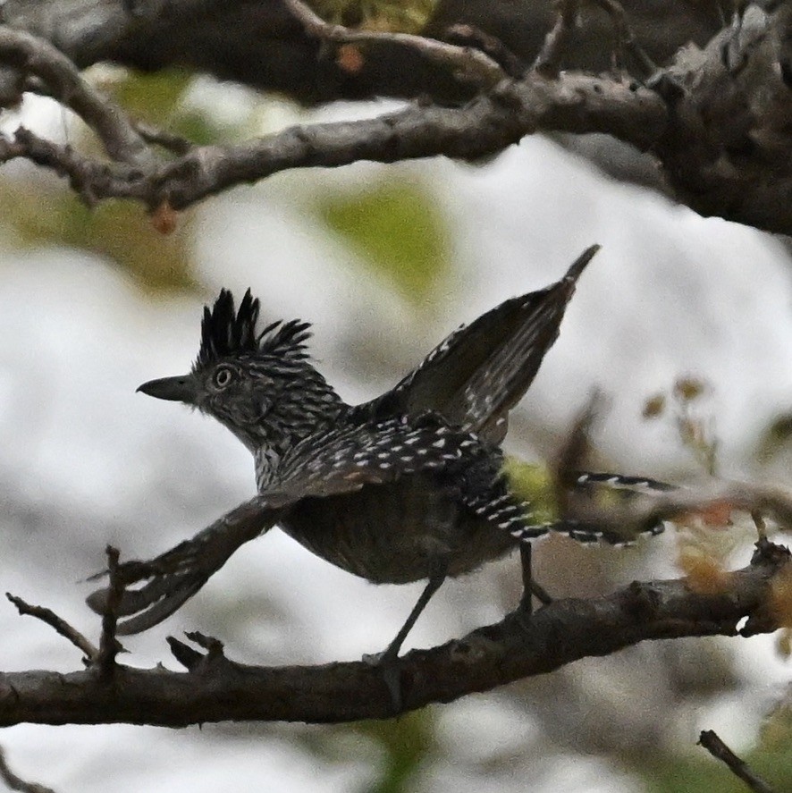 Barred Antshrike - ML643612717