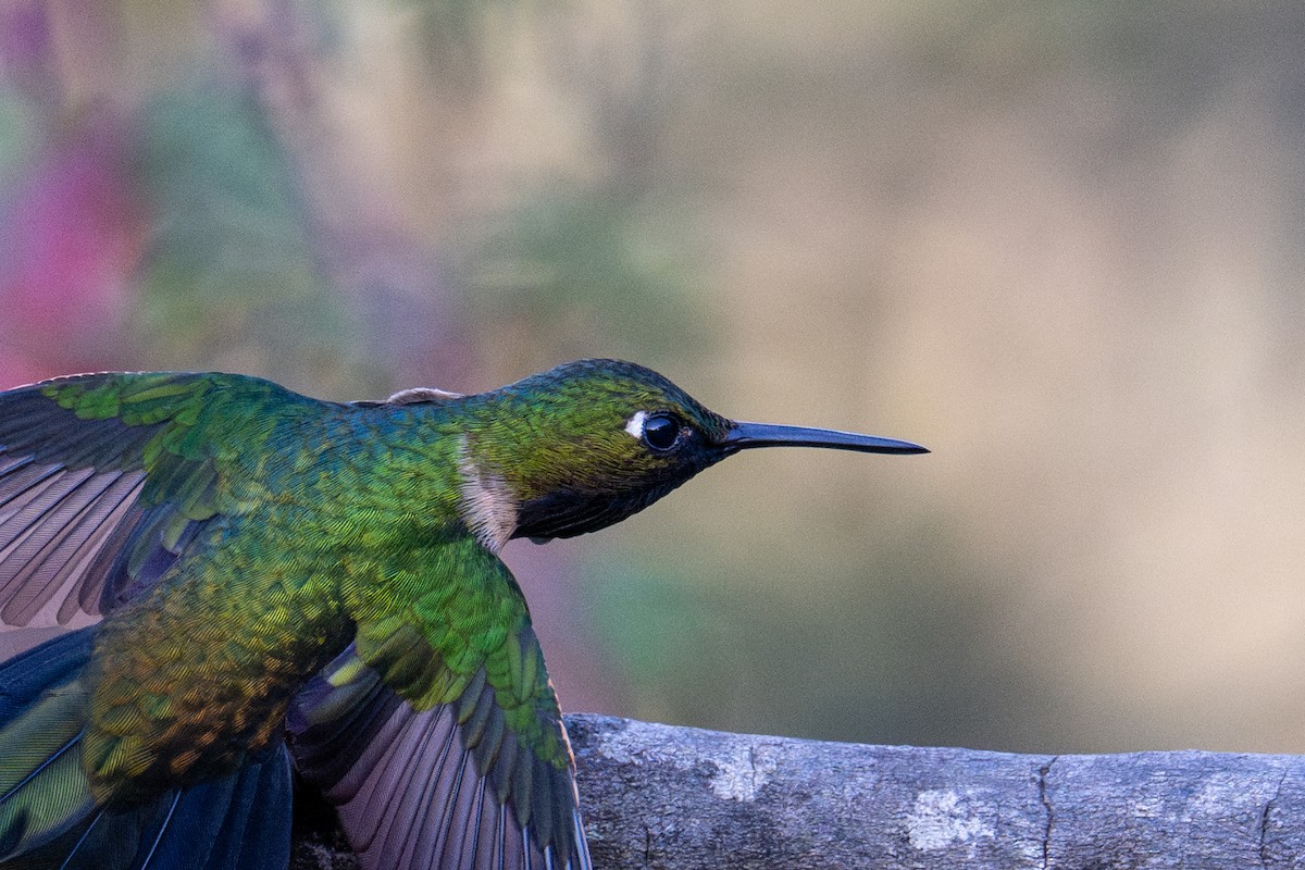 Amethyst-throated Sunangel - ML643612720