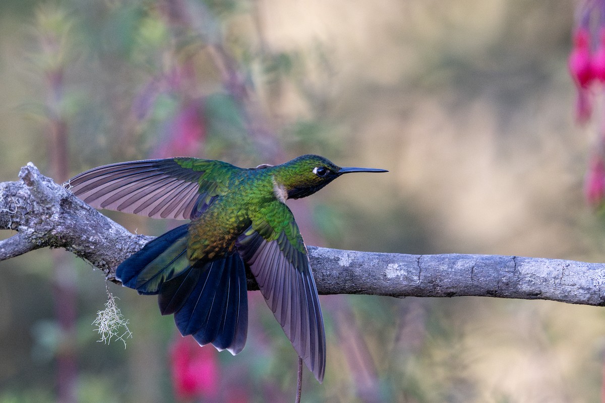 Amethyst-throated Sunangel - ML643612722