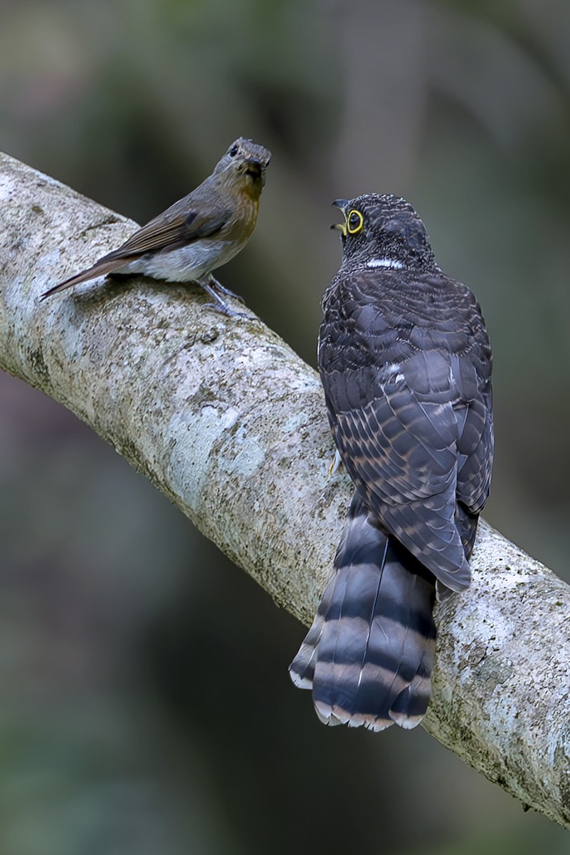 Hodgson's Hawk-Cuckoo - ML643612728