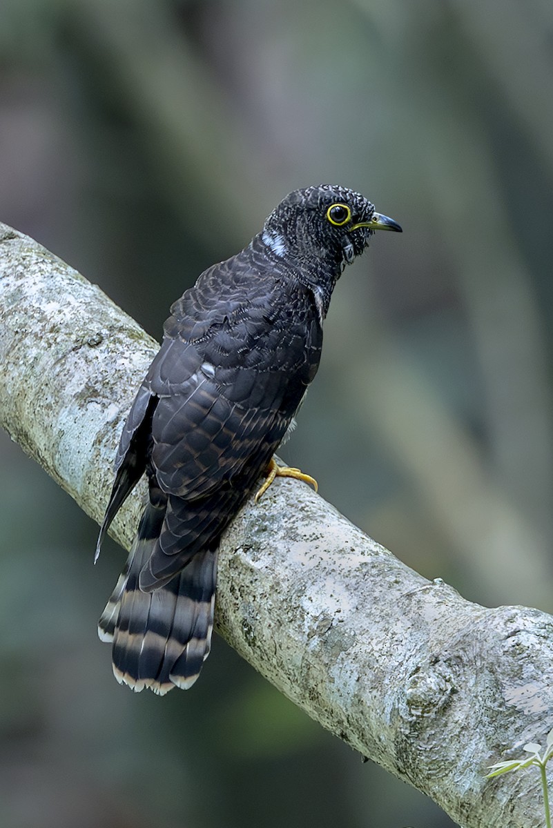 Hodgson's Hawk-Cuckoo - ML643612729