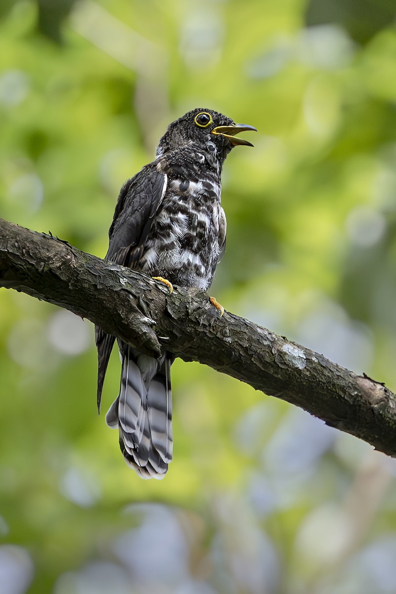 Hodgson's Hawk-Cuckoo - ML643612730