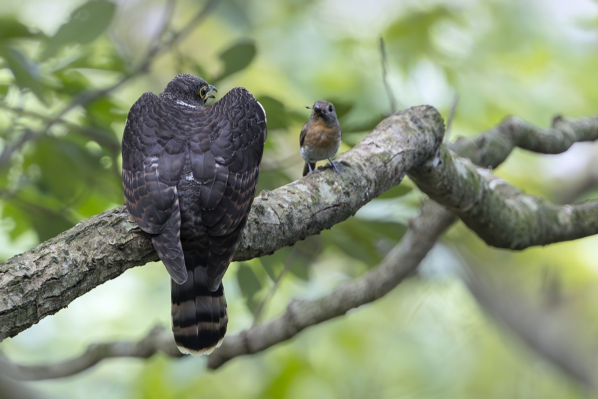 Hodgson's Hawk-Cuckoo - ML643612731