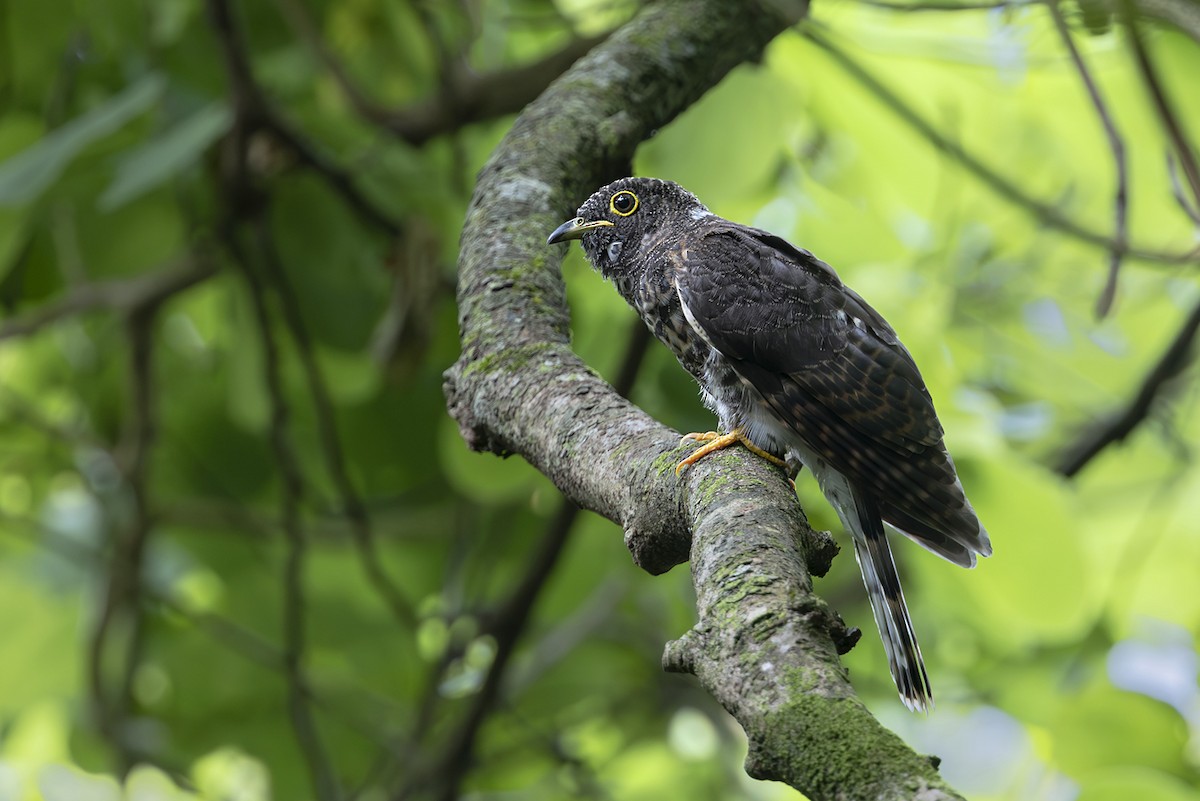 Hodgson's Hawk-Cuckoo - ML643612732