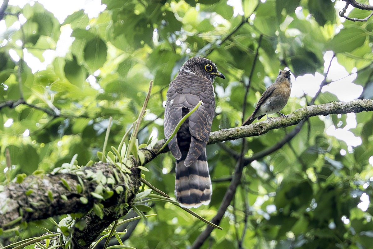 Hodgson's Hawk-Cuckoo - ML643612733