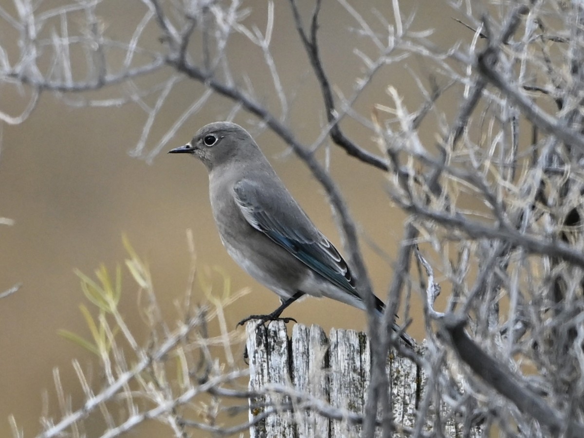 Mountain Bluebird - ML643612737